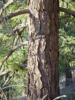 douglas fir tree bark