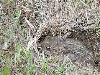 Western toad hiding