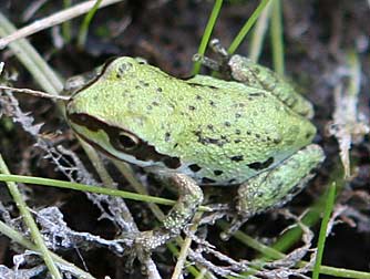 Pacific tree frog or Hyla regilla