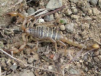 Northern scorpion pictures - Paruroctonus boreus