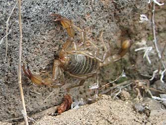 Northern scorpion or paruroctonus boreus hiding behind a rock