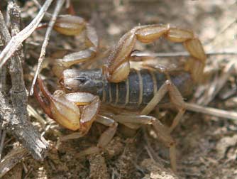 Northern scorpion or paruroctonus boreus
