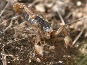 Northern scorpion or paruroctonus boreus