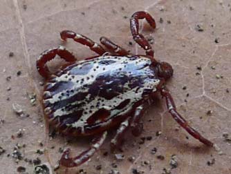 Male Rocky Mountain wood tick picture
