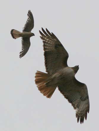 American kestral harassing a red tailed hawk