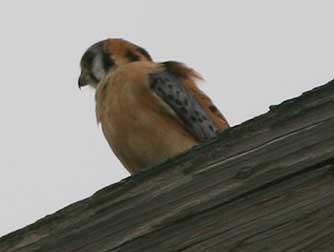 American kestral picture