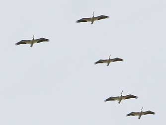 Picture of American white pelicans migrating north in spring