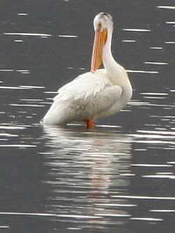 Picture of American white pelican in Eastern Washington