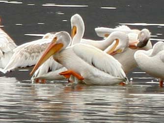 Picture of an American white pelicans - Pelecanus erythrorhynchos