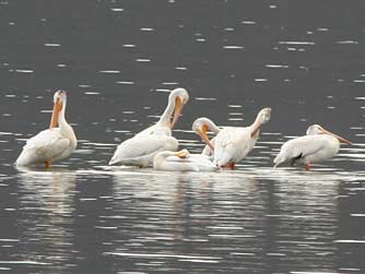 Picture of American white pelicans stopping over at Banks Lake, Sun Lakes Wildlife Area