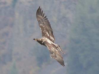 Picture of young bald eagle flying