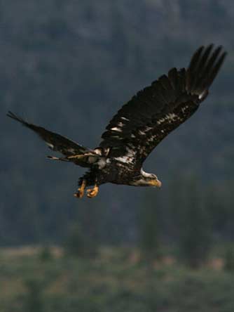 Young bald eagle in flight