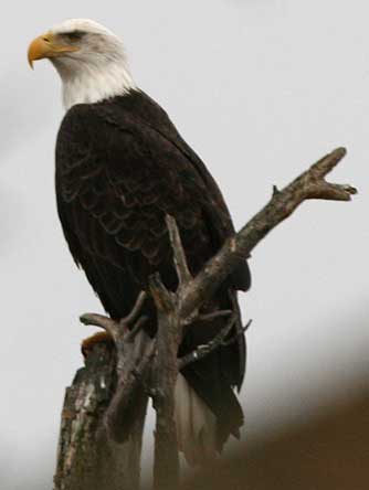 Bald eagle or Haliaeetus leucocephalus perched on a snag