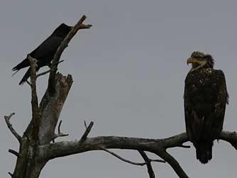 Picture of young bald eagle perching with a raven