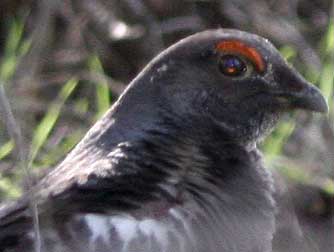 Picture of blue grouse with red eyebrow