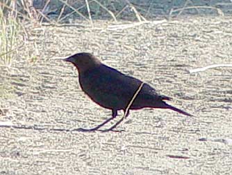 Picture of a brown-headed cowbird male