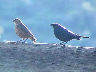 Picture of brown-headed cowbirds or Molothrus ater 