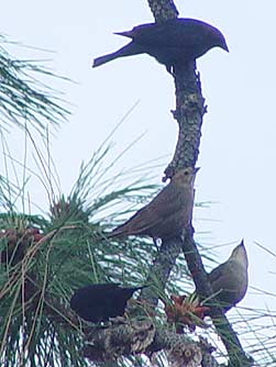 Picture of brown-headed cowbirds
