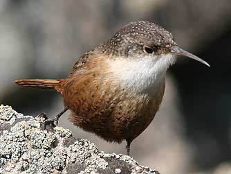 Canyon Wren picture