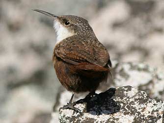 Picture of a Canyon Wren