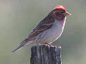 Picture of Cassins finch
