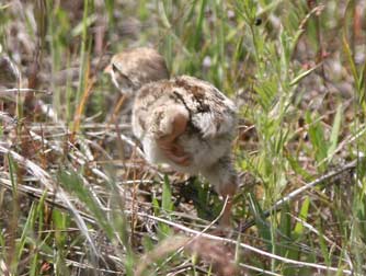 Baby chukar chick picture