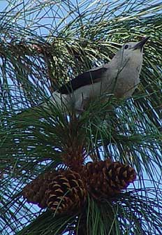 Picture of Clark's nutcracker on Ponderosa pine cones