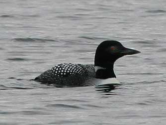 Common Loon picture
