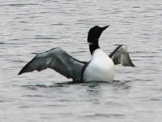 Picture of Common Loon at Lake Roosevelt