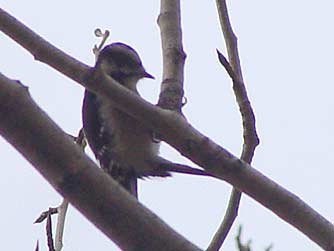 Downy woodpecker picture