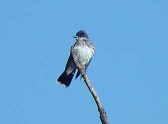 Picture of Eastern Kingbird in a pine tree