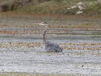 Picture of great blue heron or Ardea herodias
