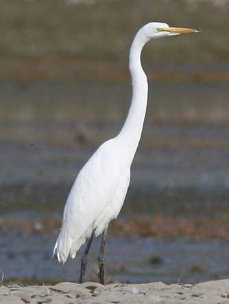 Picture of great egret or Ardea alba 