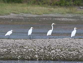 Feeding flock of great egrets