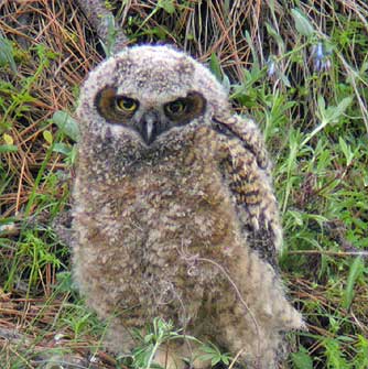 Picture of young fledgling great horned owl