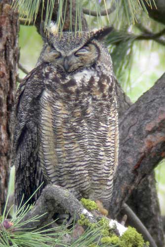 Picture of great horned owl in Eastern Washington