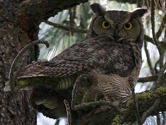 Great horned owl or Bubo virginianus picture