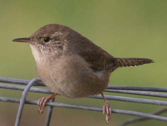 Picture of a house wren perched on a wire