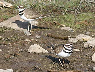 Killdeer or charadrius vociferus stopping over at a vernal pond in March