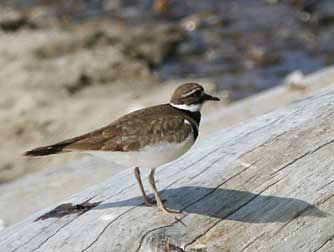 Killdeer or charadrius vociferus perched on a beach log