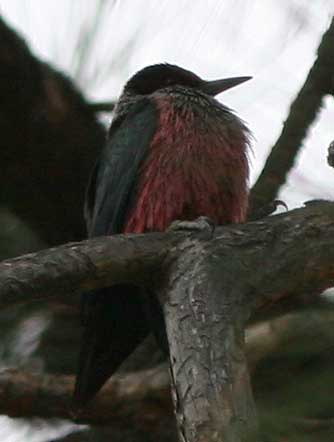 Picture of Lewis's woodpecker sleepng in a Ponderosa pine tree