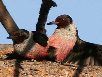 Picture Lewis's woodpeckers mating