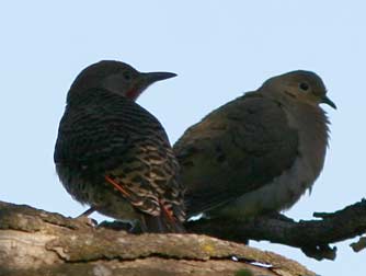 Picture of mourning dove with a northern flicker