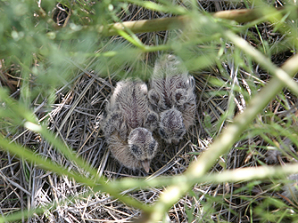 Baby mournng doves - squab in nest