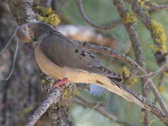 Picture of a mourning dove perched in a pine tree - Zenaida macroura