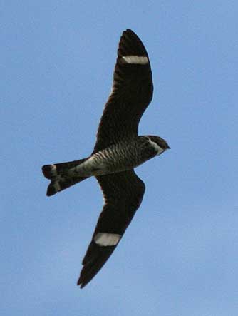 Hawk Bird on Nighthawk Flying Jpg