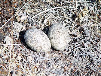 ground nest