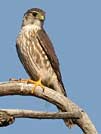Merlin or pigeon hawk