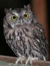 Western screech owl