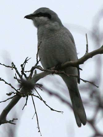Picture of a Northern shrike or Lanius excubitor